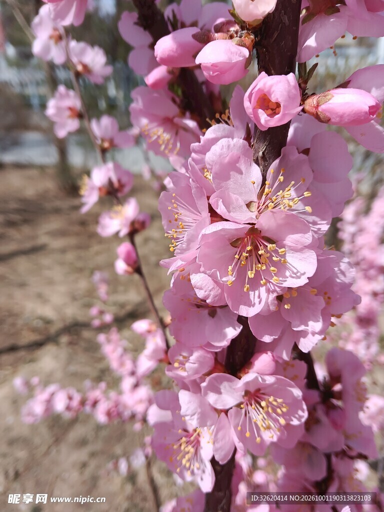 春日盛放的粉色桃花