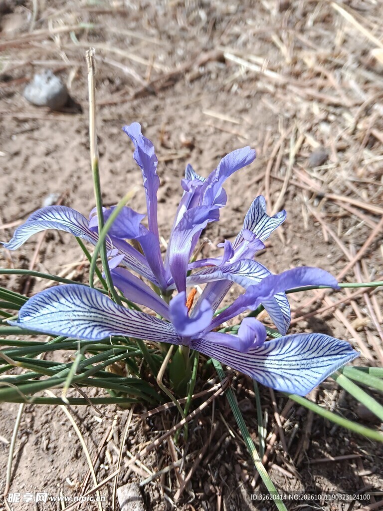 蓝紫色野花