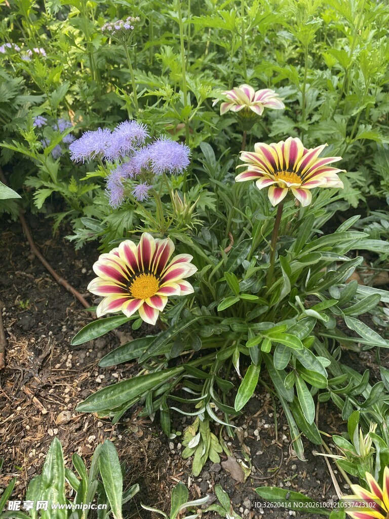 庭院盛放的勋章菊