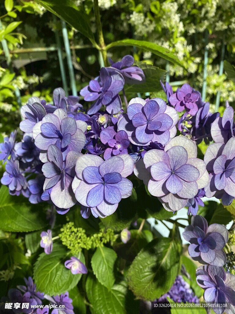 蓝紫色绣球花簇