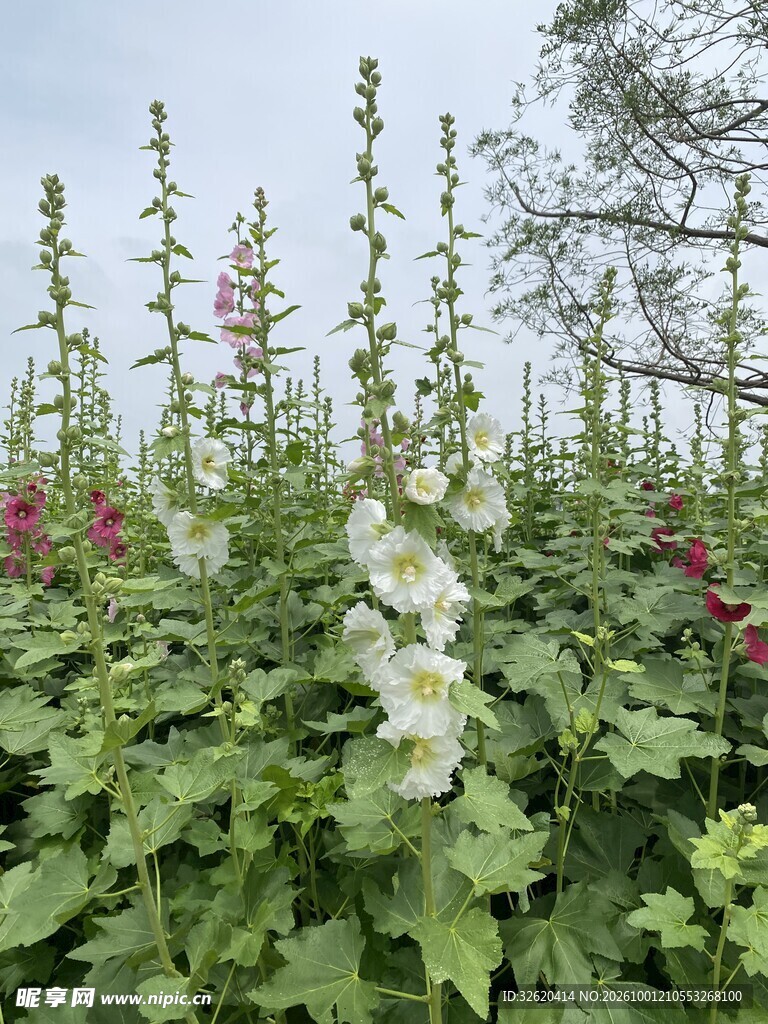 盛开的蜀葵花丛
