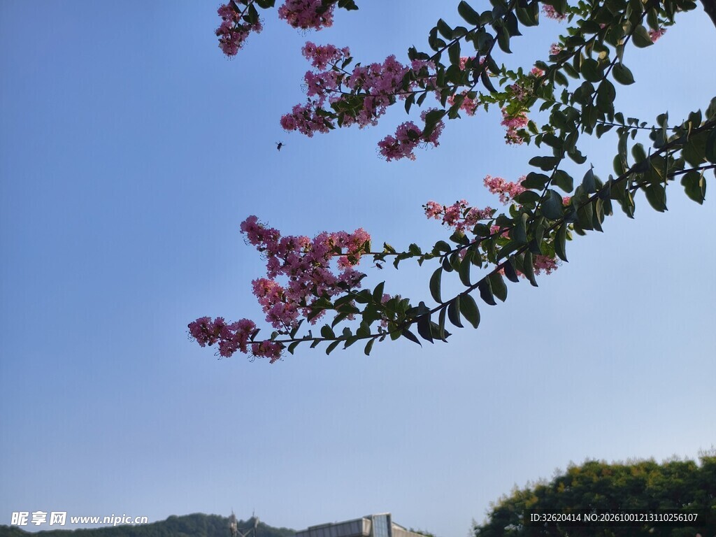 紫薇花