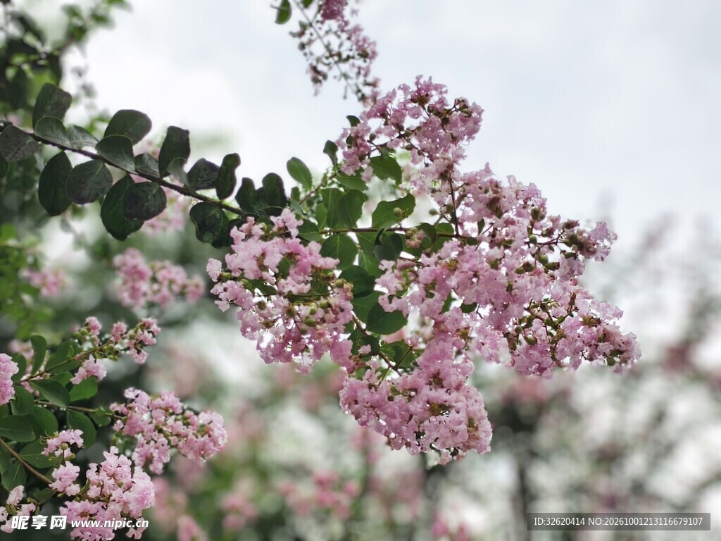 紫薇花