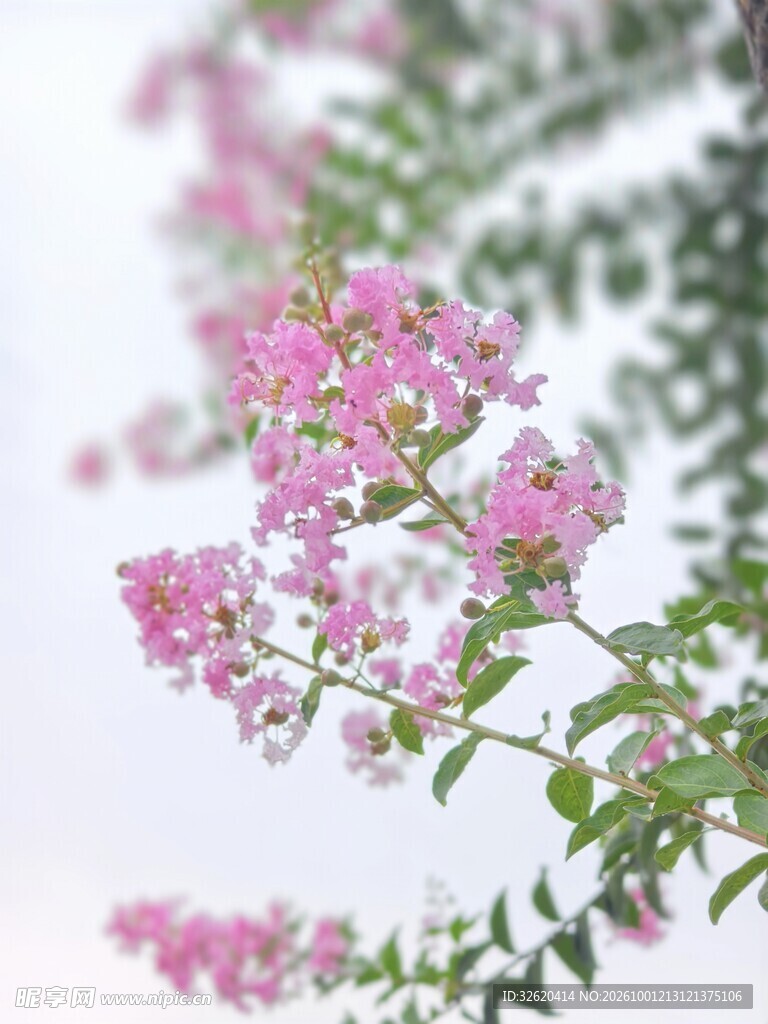 紫薇花