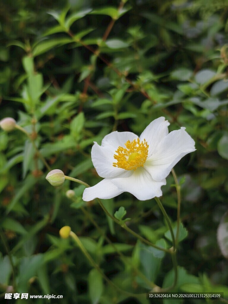 白瓣黄蕊清新野花