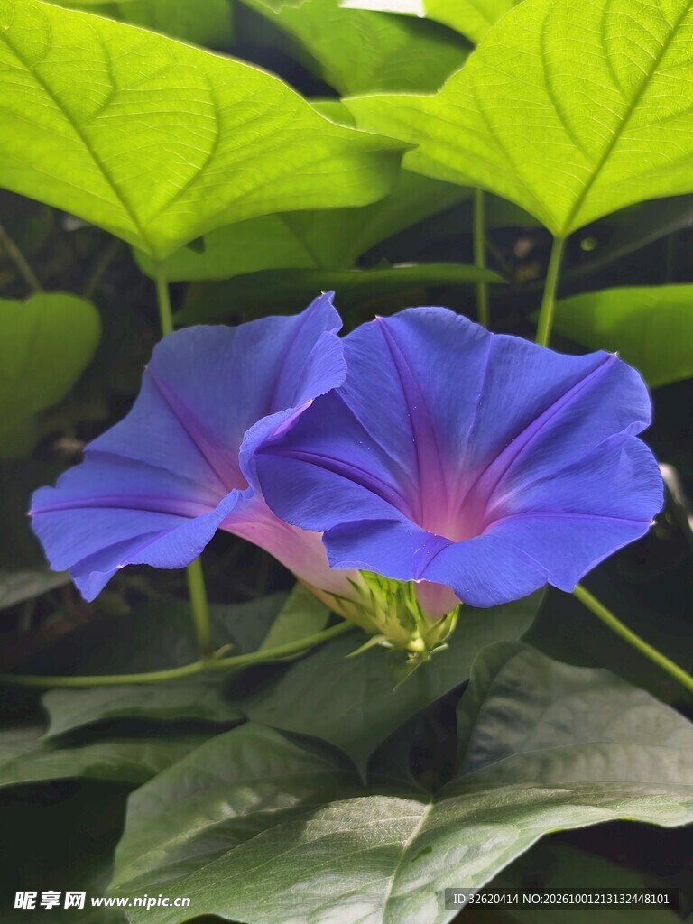 牵牛花