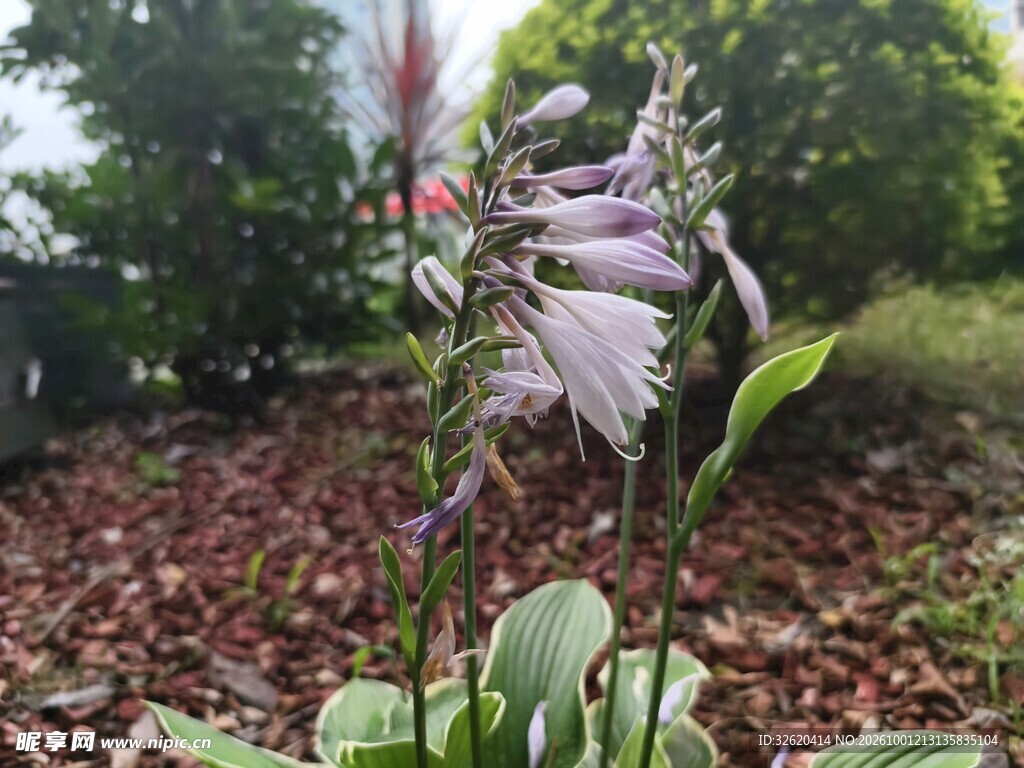玉簪花