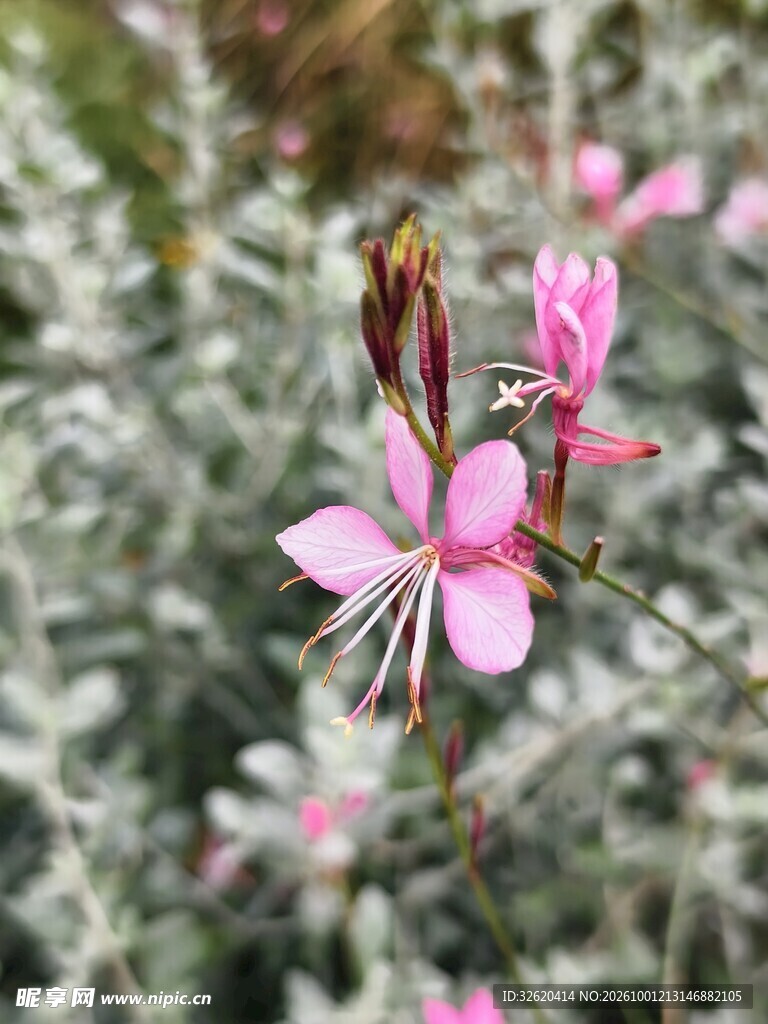山桃草花朵
