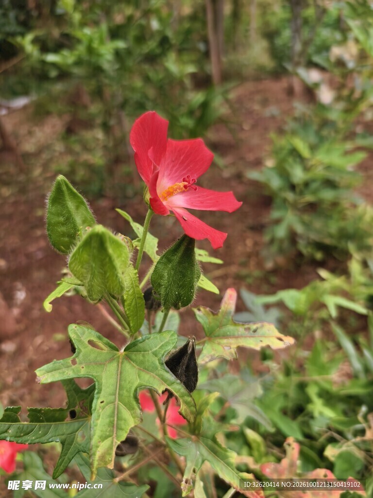 红色小花