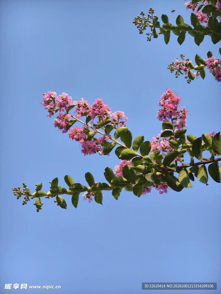 紫薇花