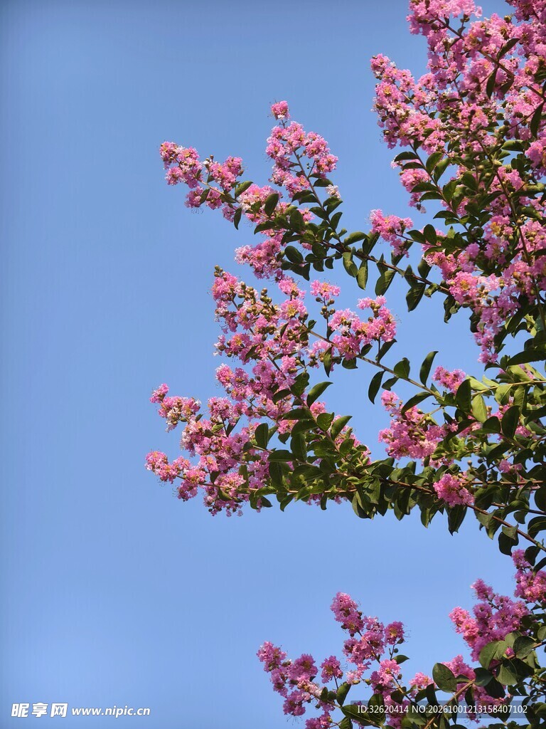 紫薇花