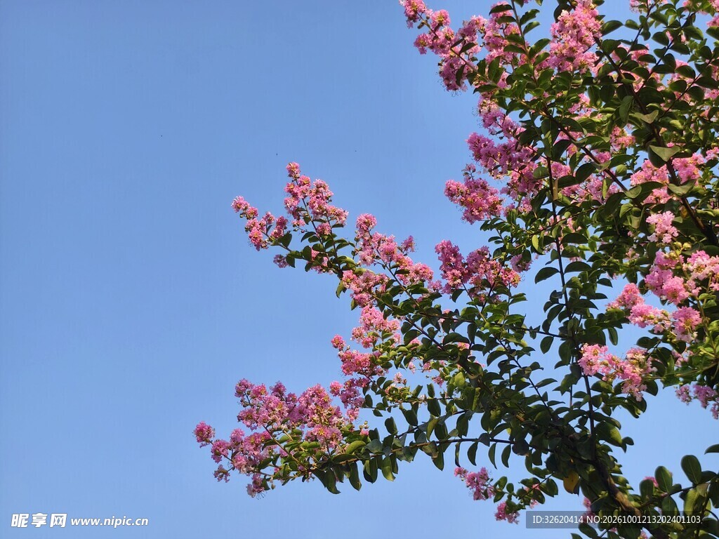紫薇花