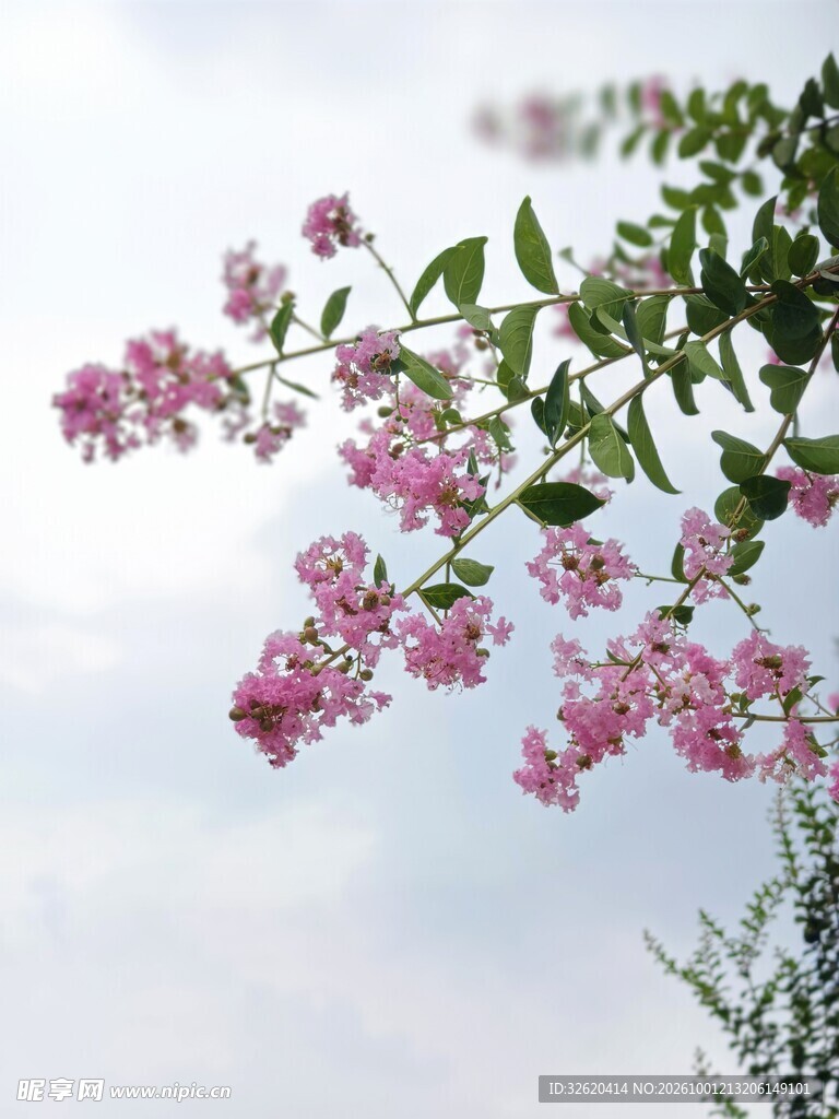 紫薇花