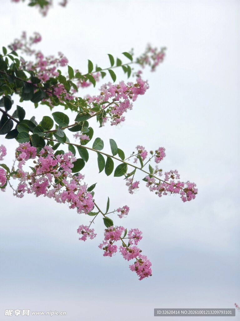 紫薇花