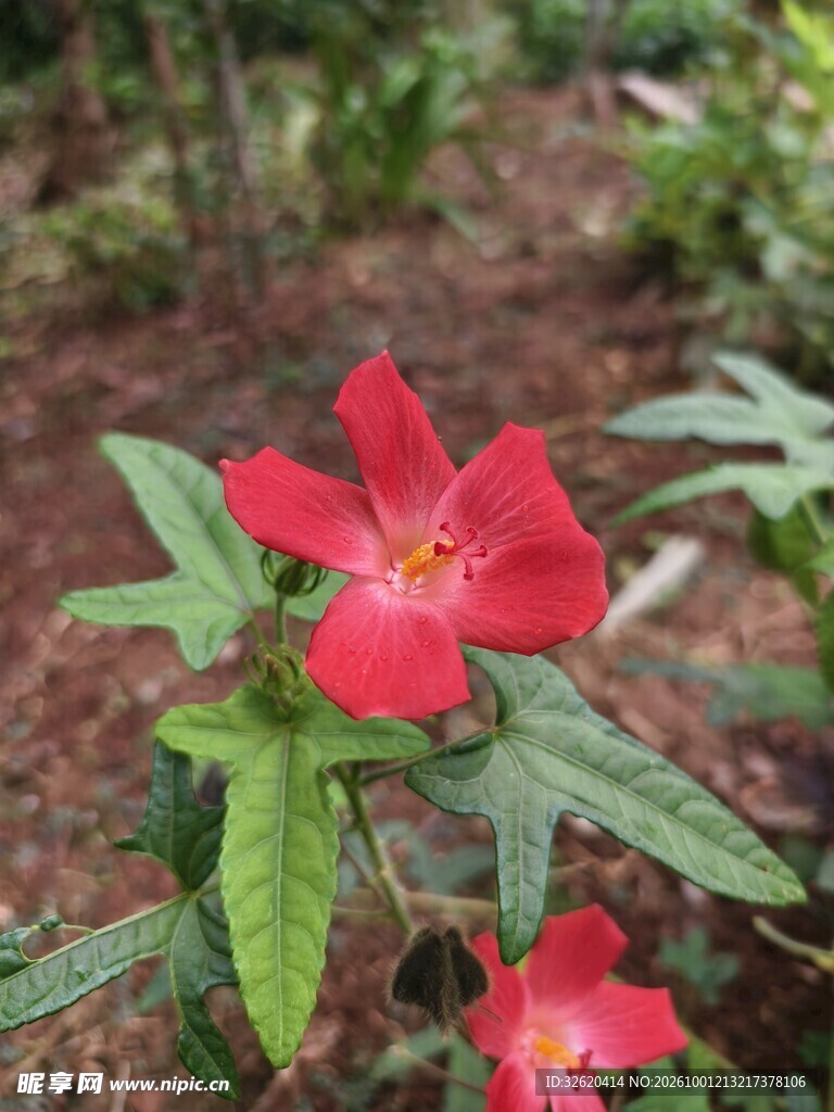 红色小花