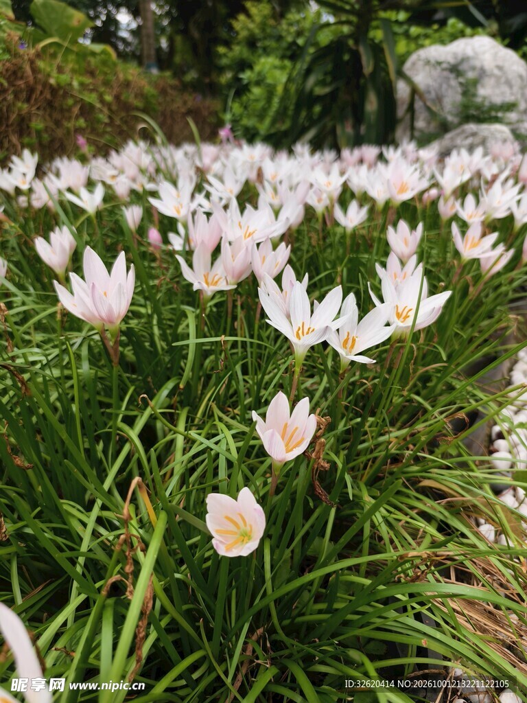 丛生白色小花