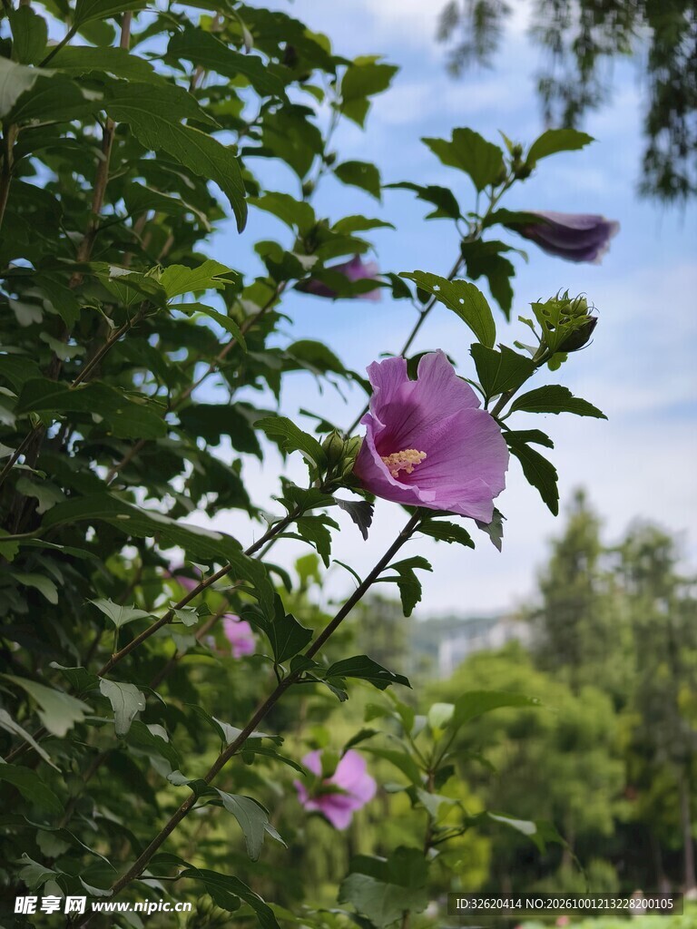 木槿花