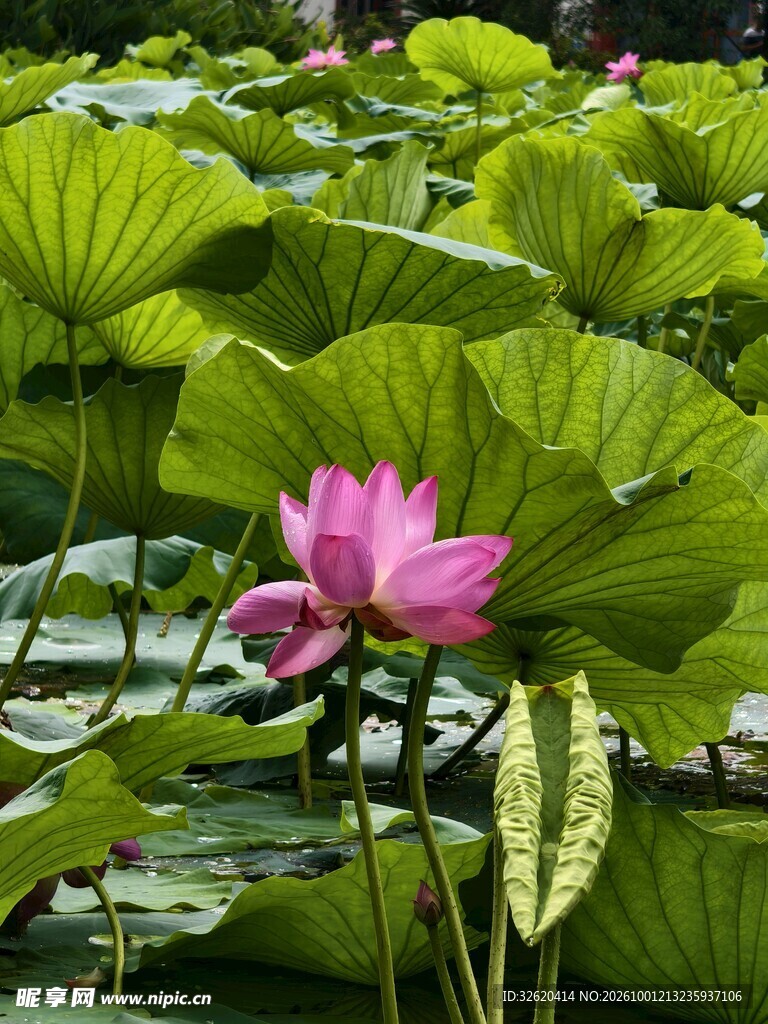 夏日荷塘粉荷绽放