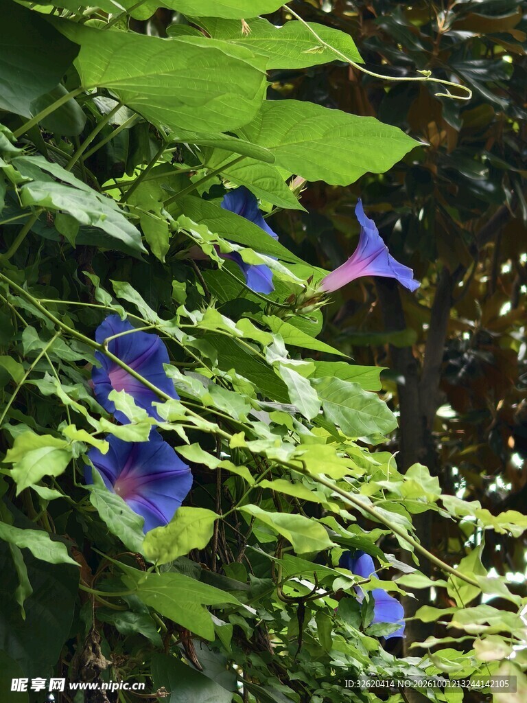 牵牛花