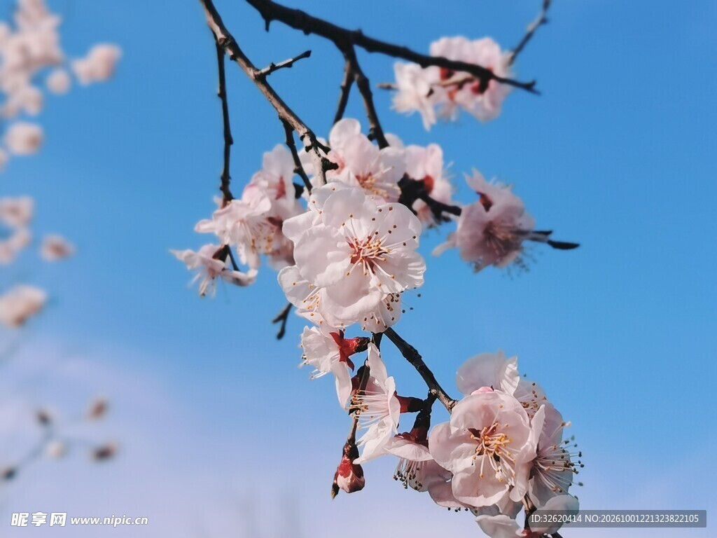 晴空下的春日粉花