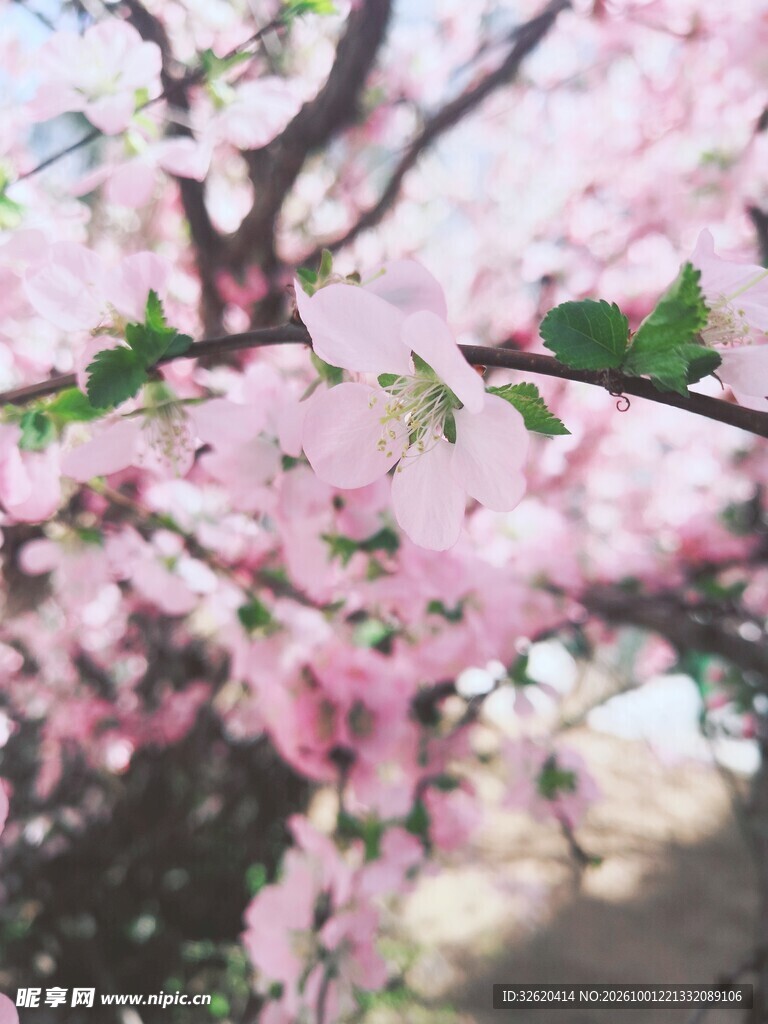 春日粉嫩樱花盛景