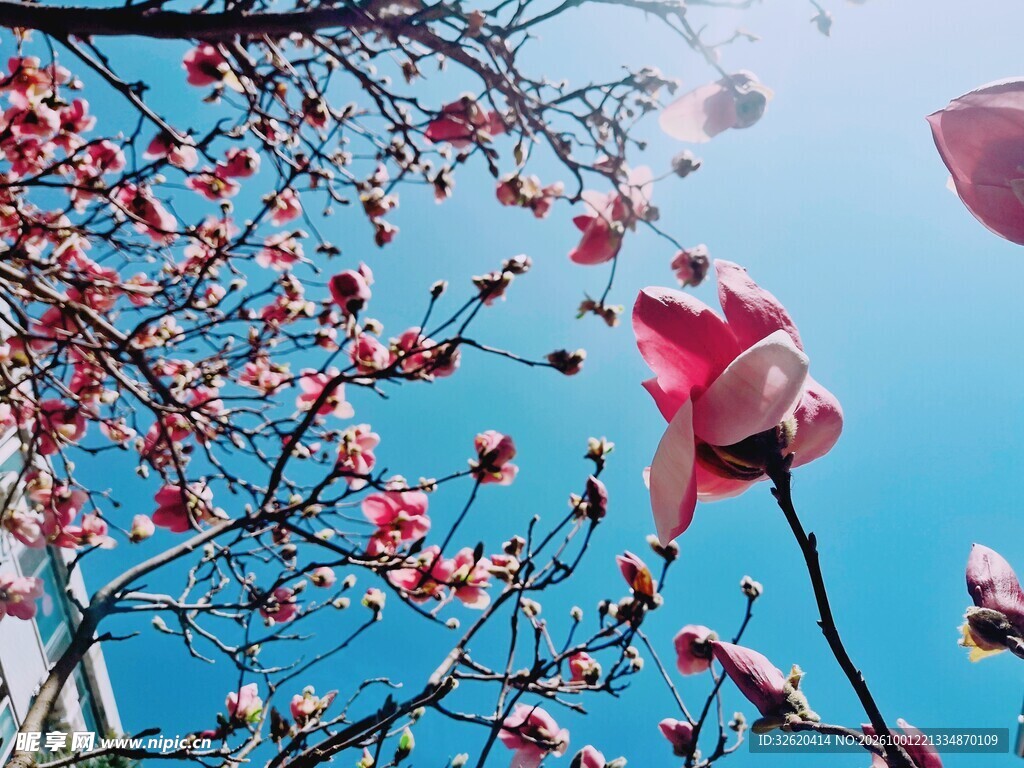 玉兰花