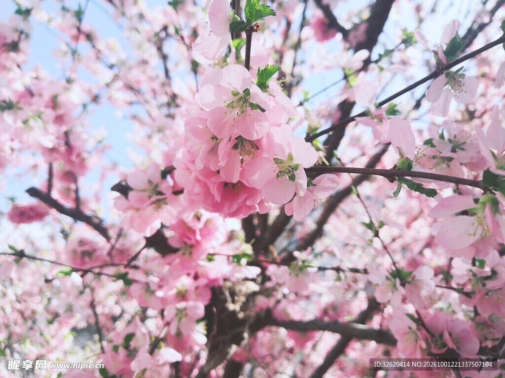 春日桃花枝头盛放