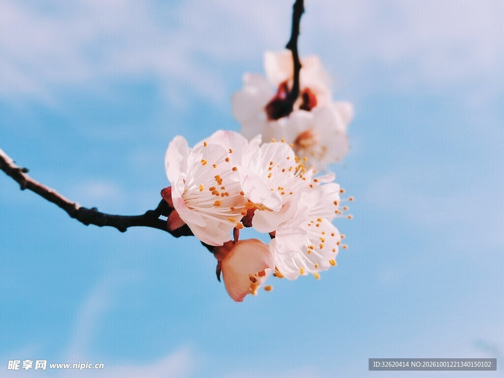蓝天映衬春日杏花
