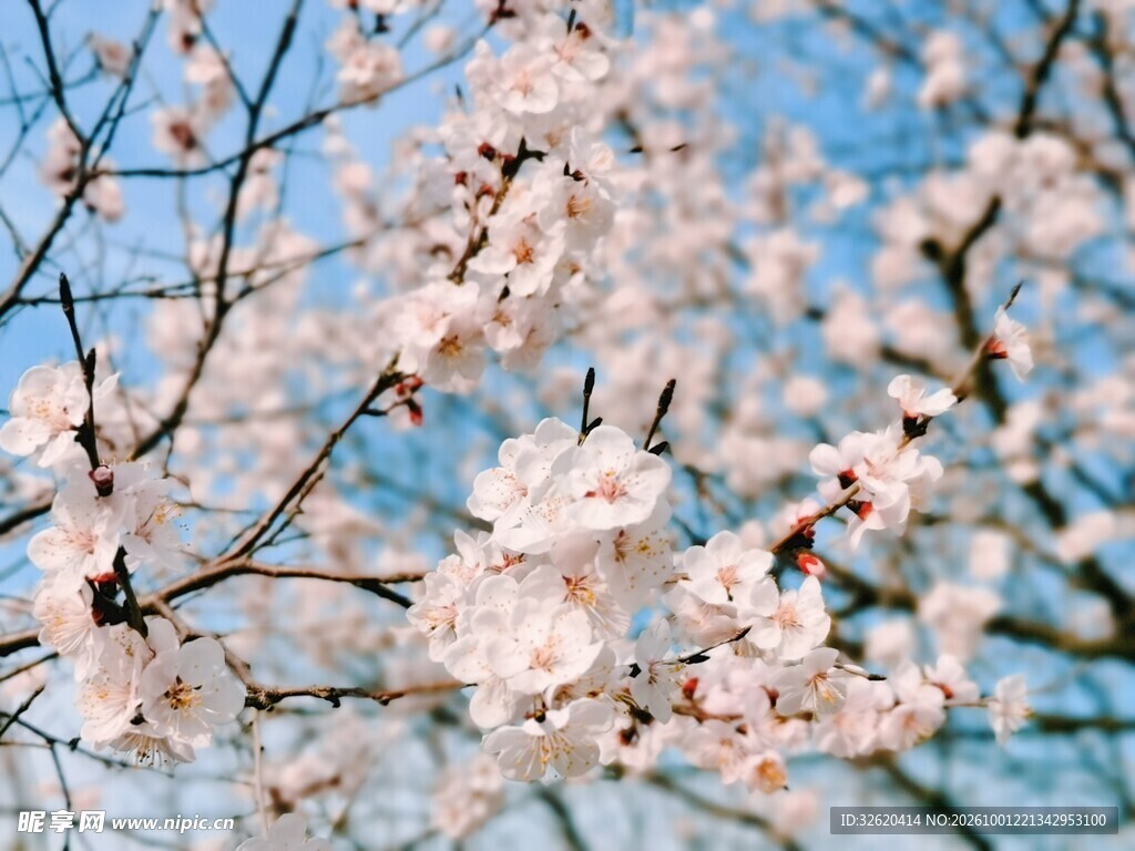 春日花枝映蓝天