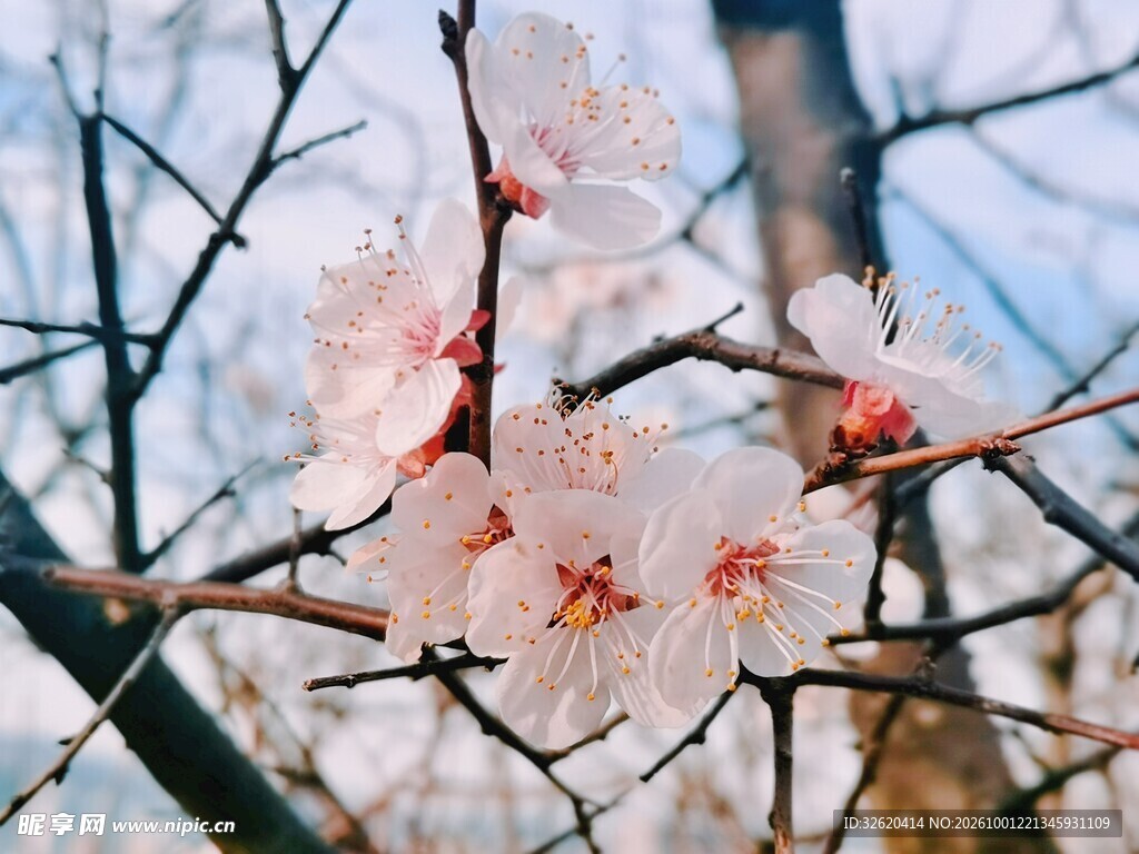 杏花