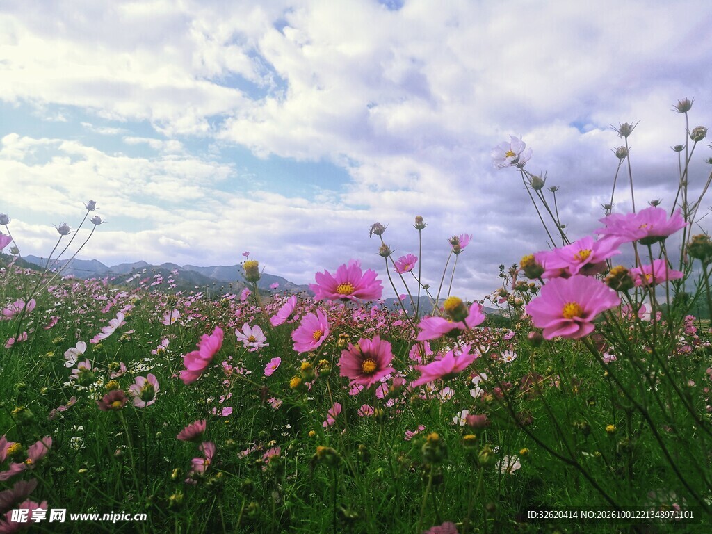 格桑花