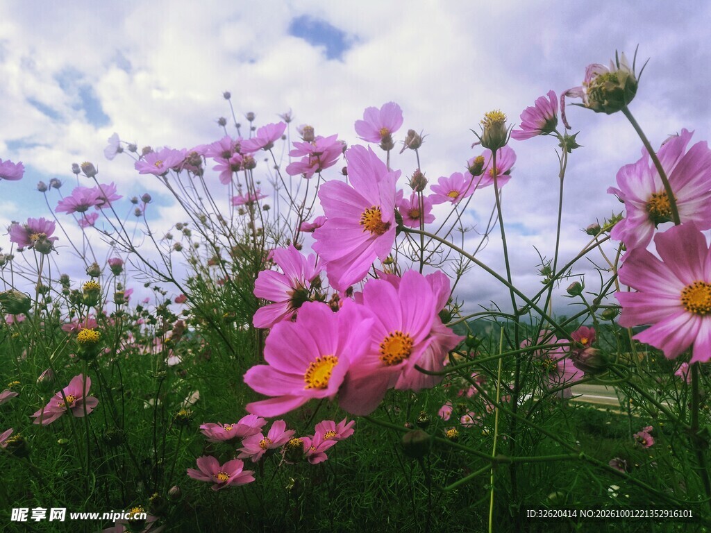 格桑花