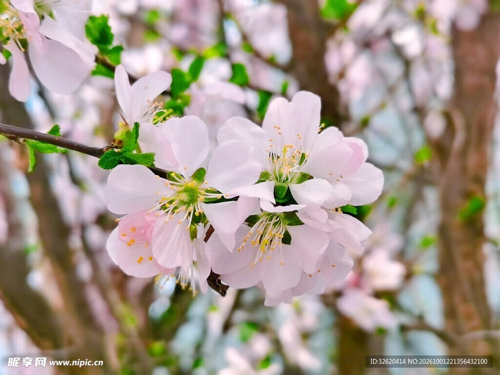 春日桃花枝头盛放