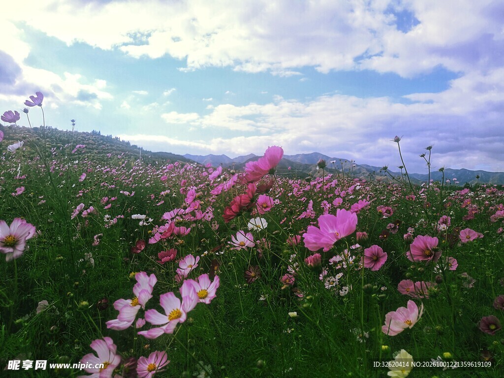 格桑花