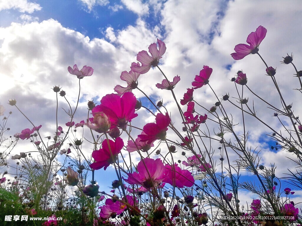 格桑花