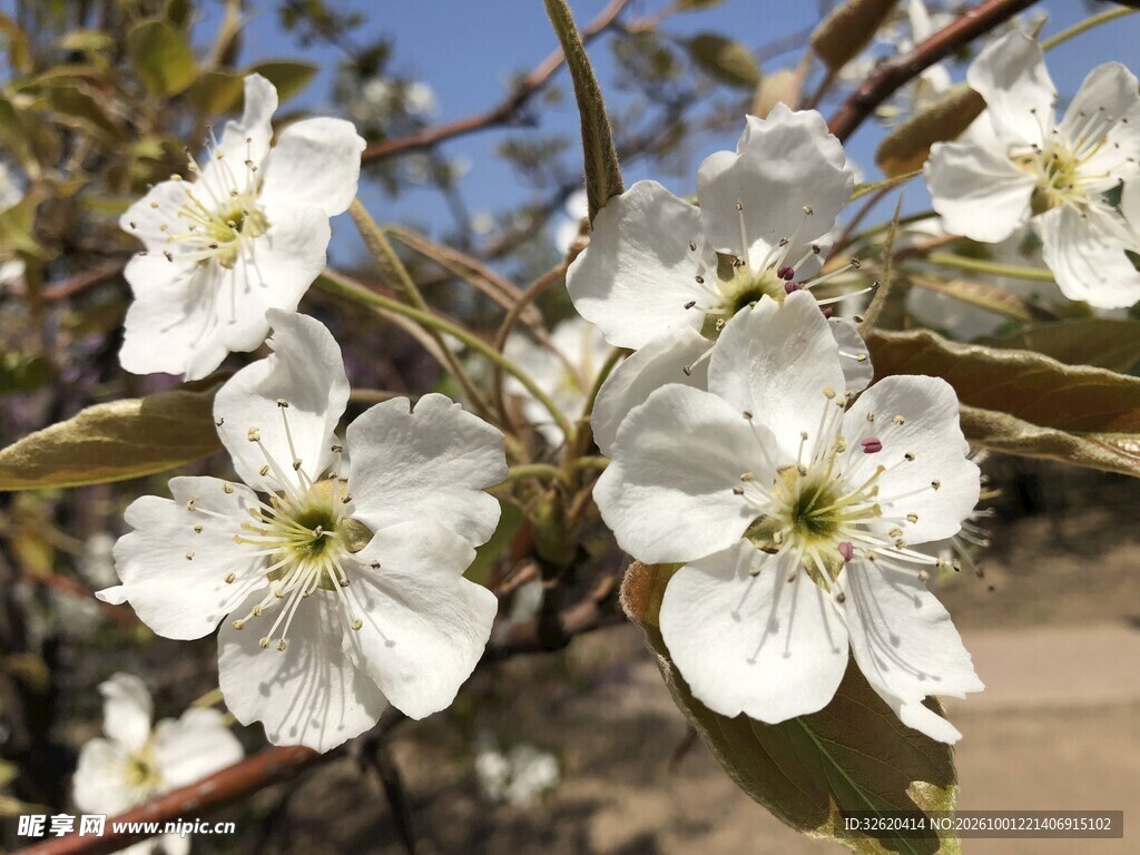 春日盛开的梨花