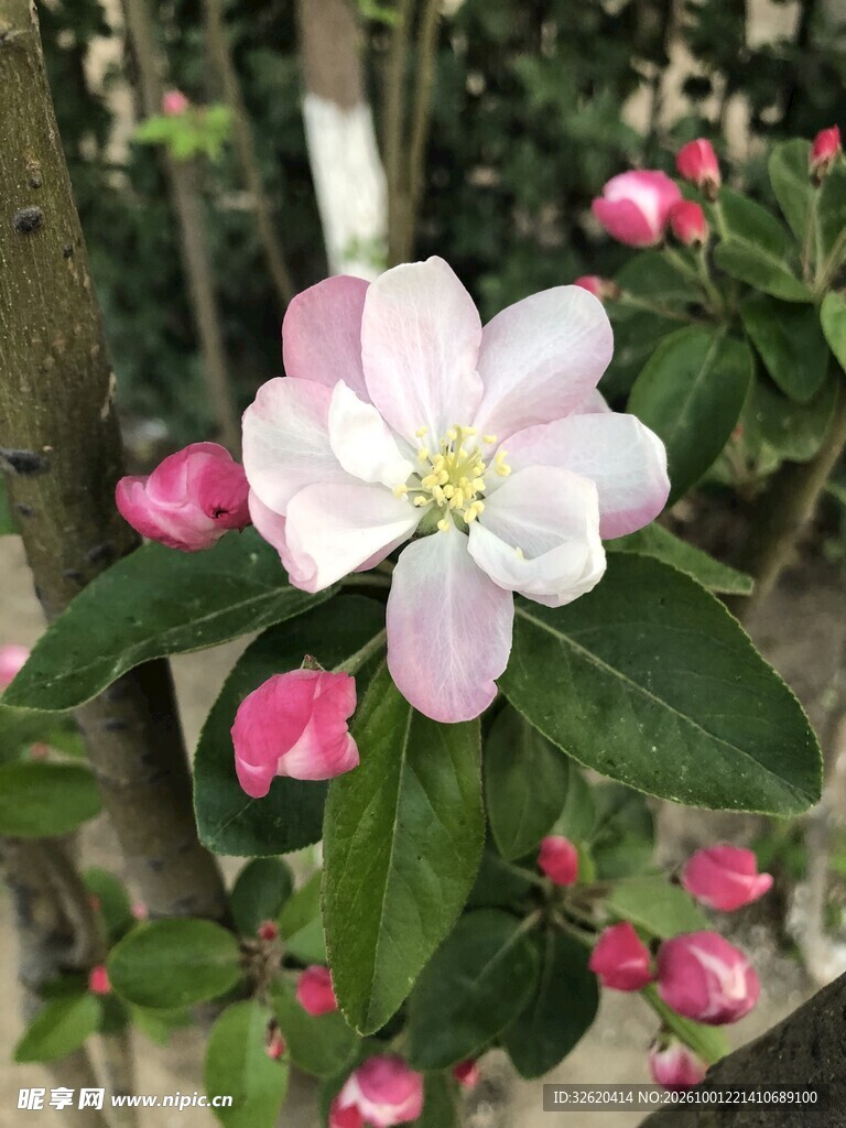 海棠花