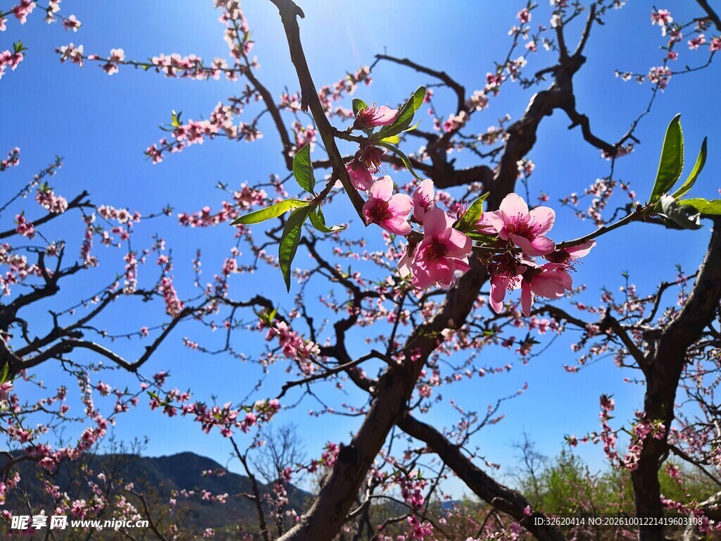 晴空春日桃花盛放
