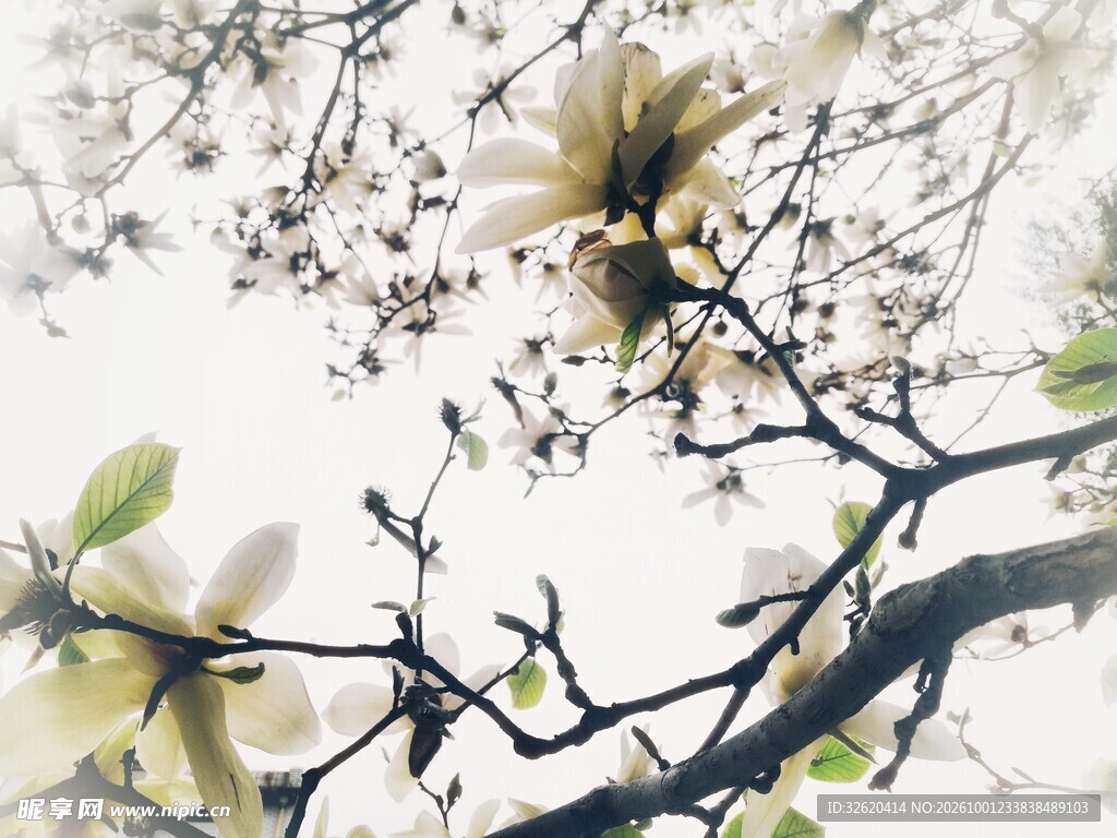 春日朦胧花枝