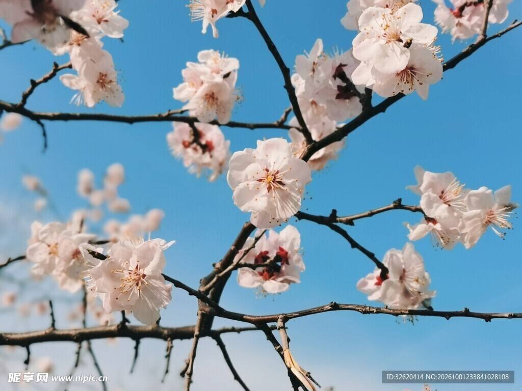 春日粉花