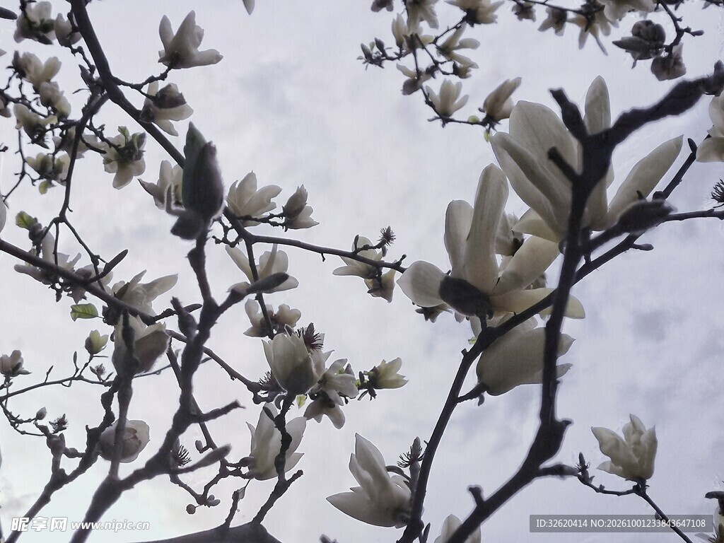 玉兰枝影