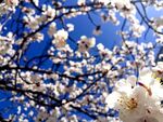 春日白花满枝
