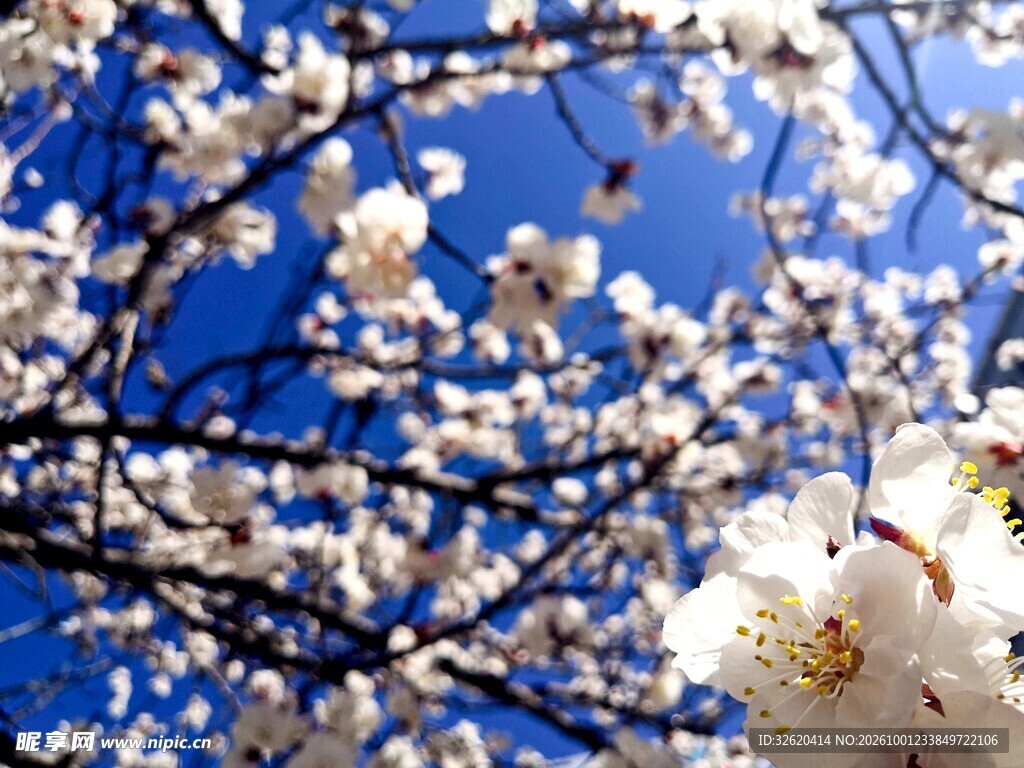 春日白花满枝