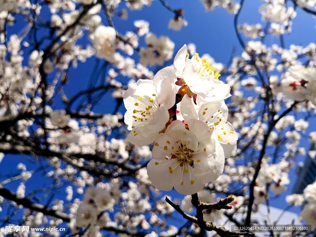 樱花