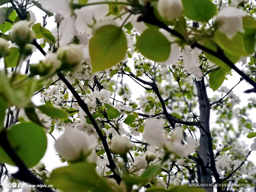 春日枝头白玉兰