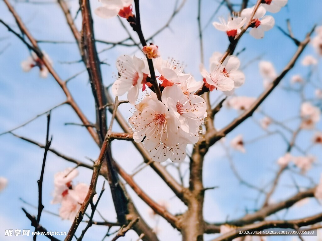 春日枝头粉梅绽放