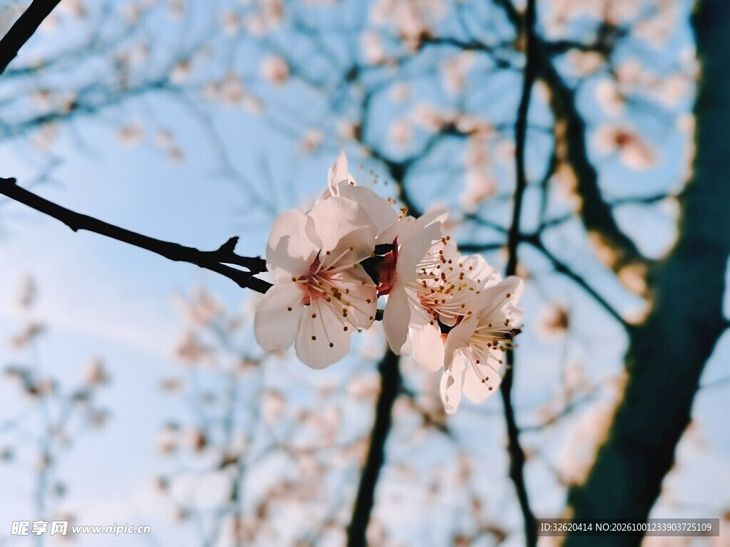 春日枝头粉花绽放