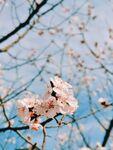 春日樱花