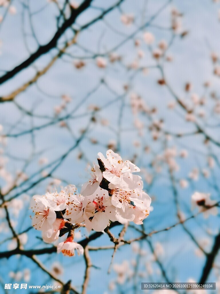春日樱花