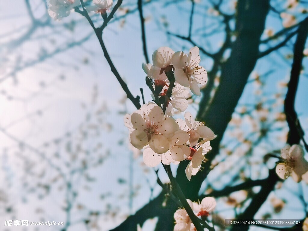 春日桃花枝头绽放